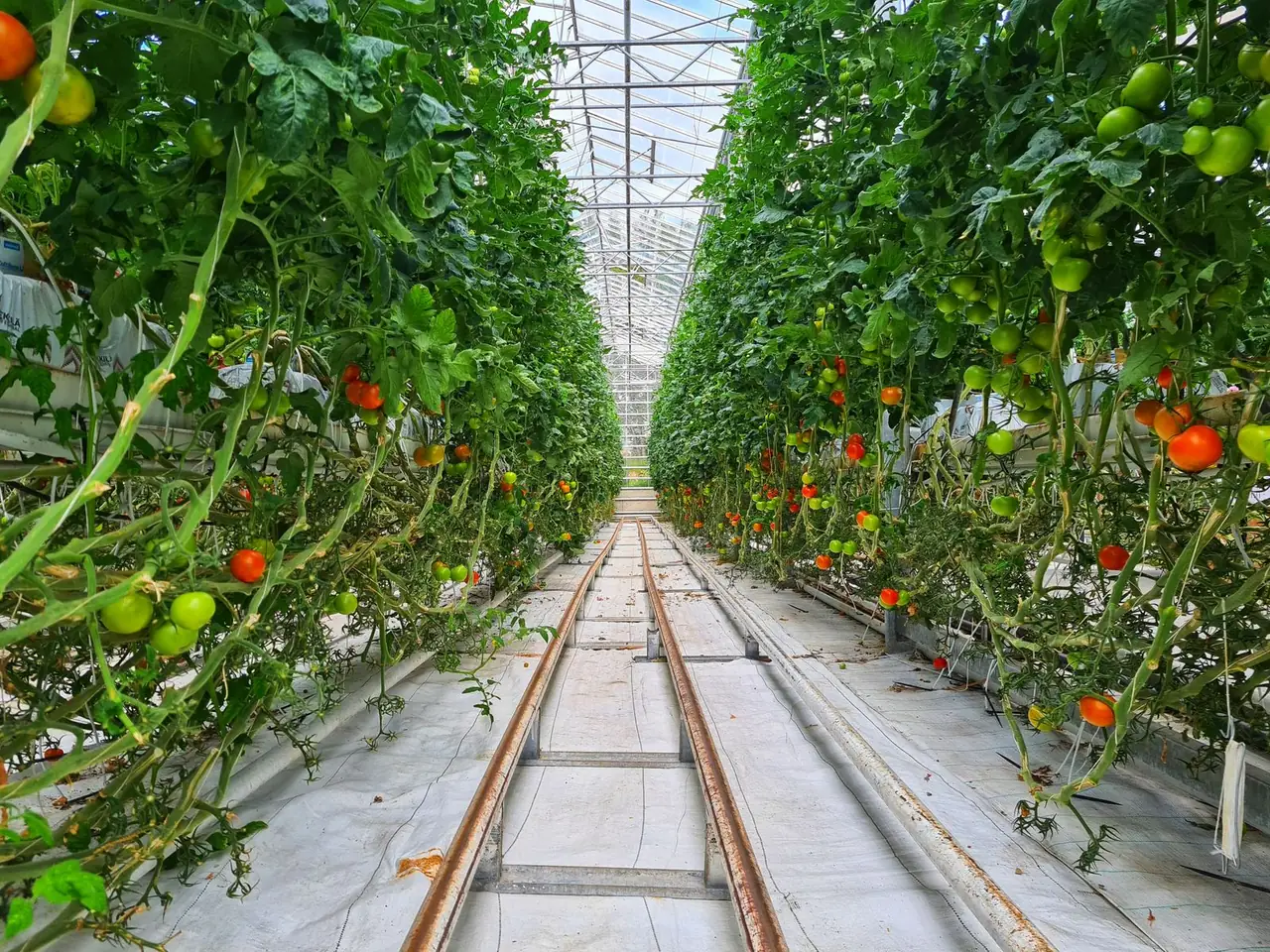 Rows of suspended tomato plants inside a high-tech glass greenhouse